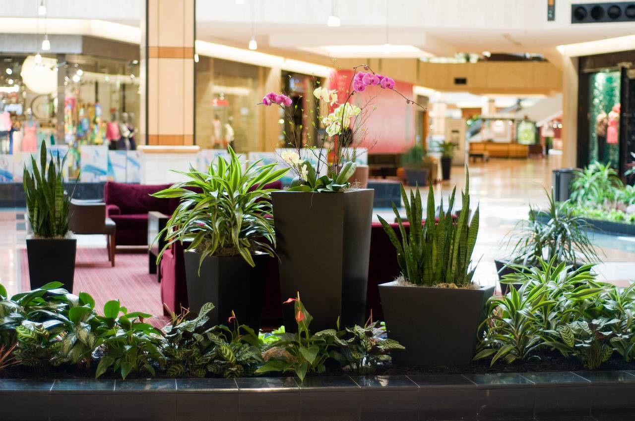interior plants in vases in lobby