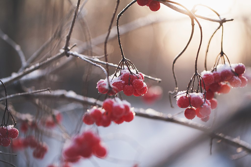 red berries on bush in winter for seasonal color