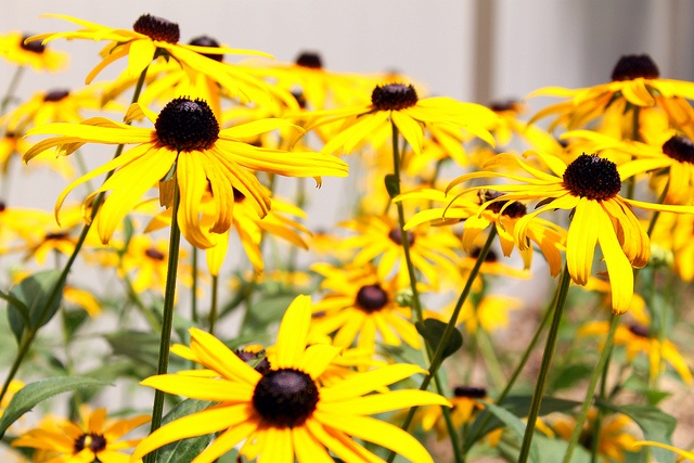 black-eyed-susan-flower