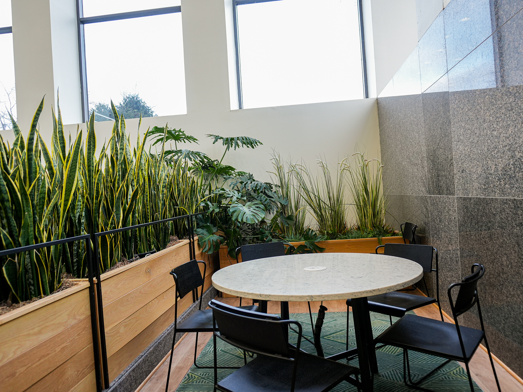 snake plants around cafe table | interior plant design
