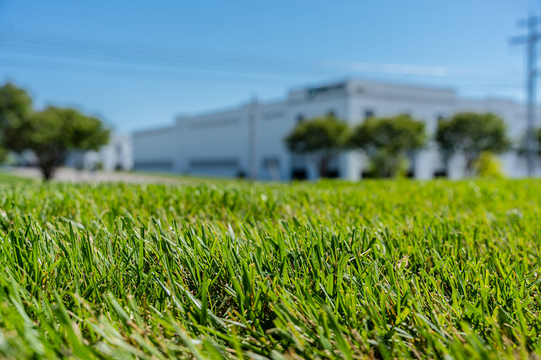 Green Turf | Yellowstone Landscape