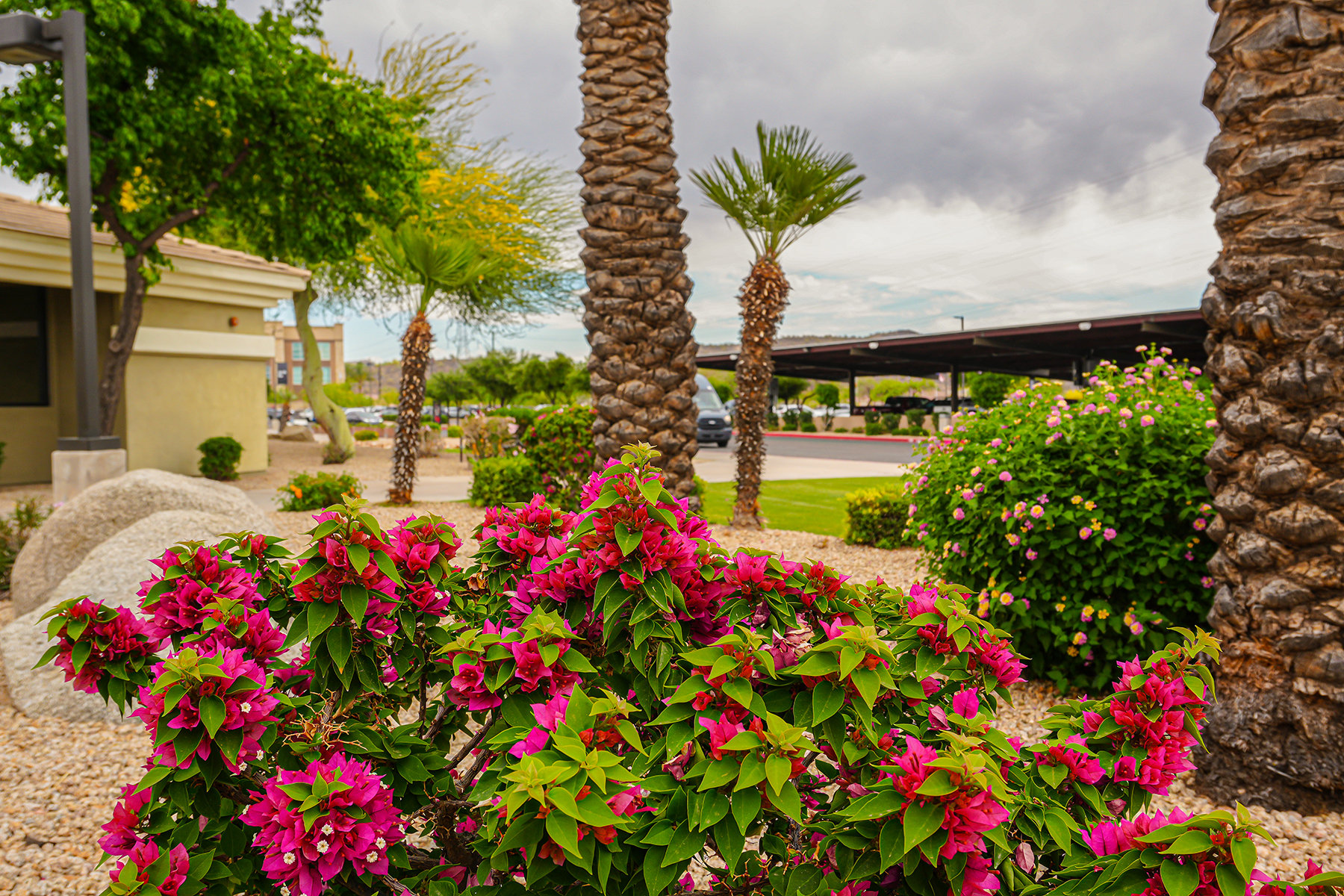 Pink Flowering Bush among palm trees | example of az landscaping