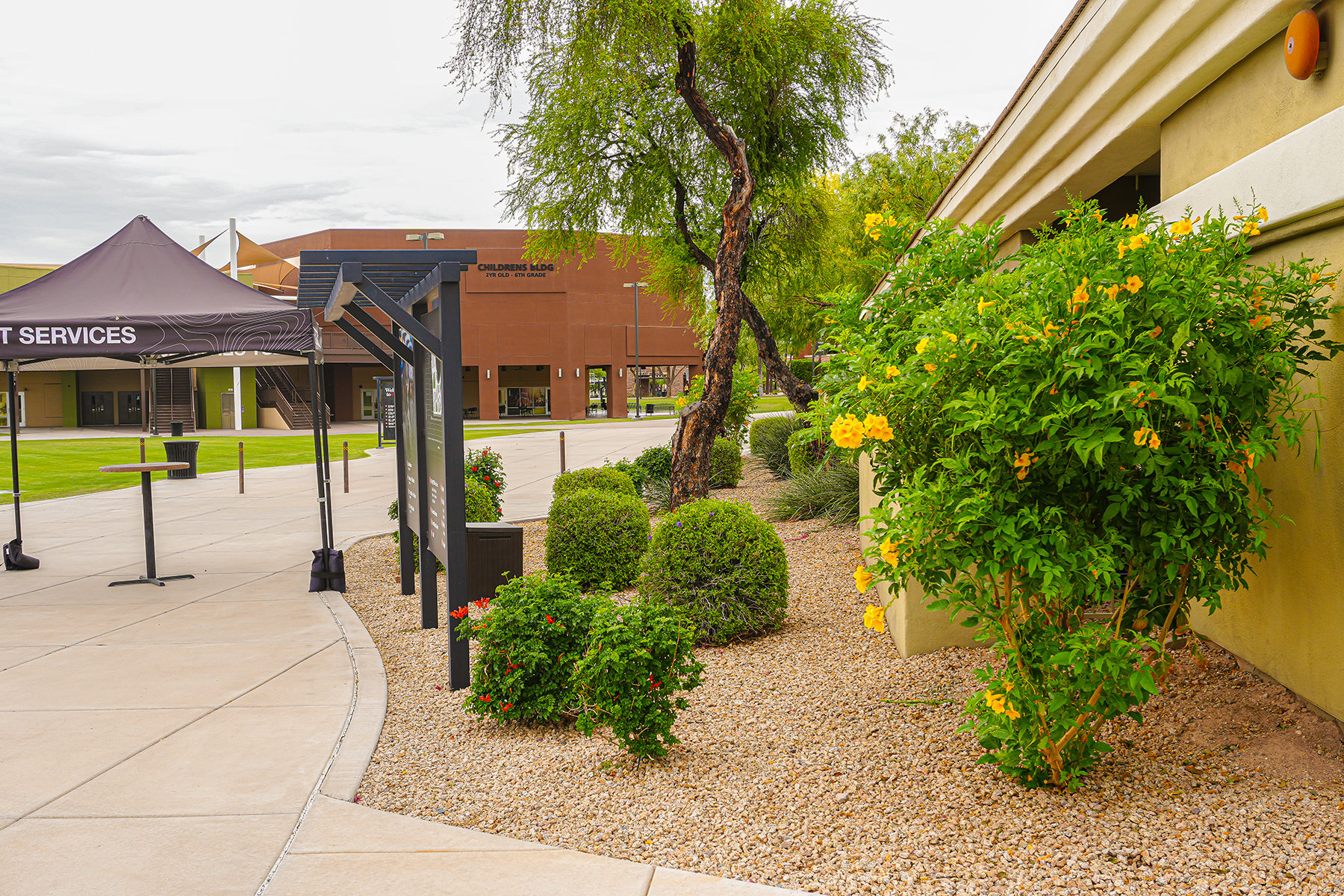 Shrubs and Yellow Flowering Shrubs along walkways. Example of landscape design in AZ 