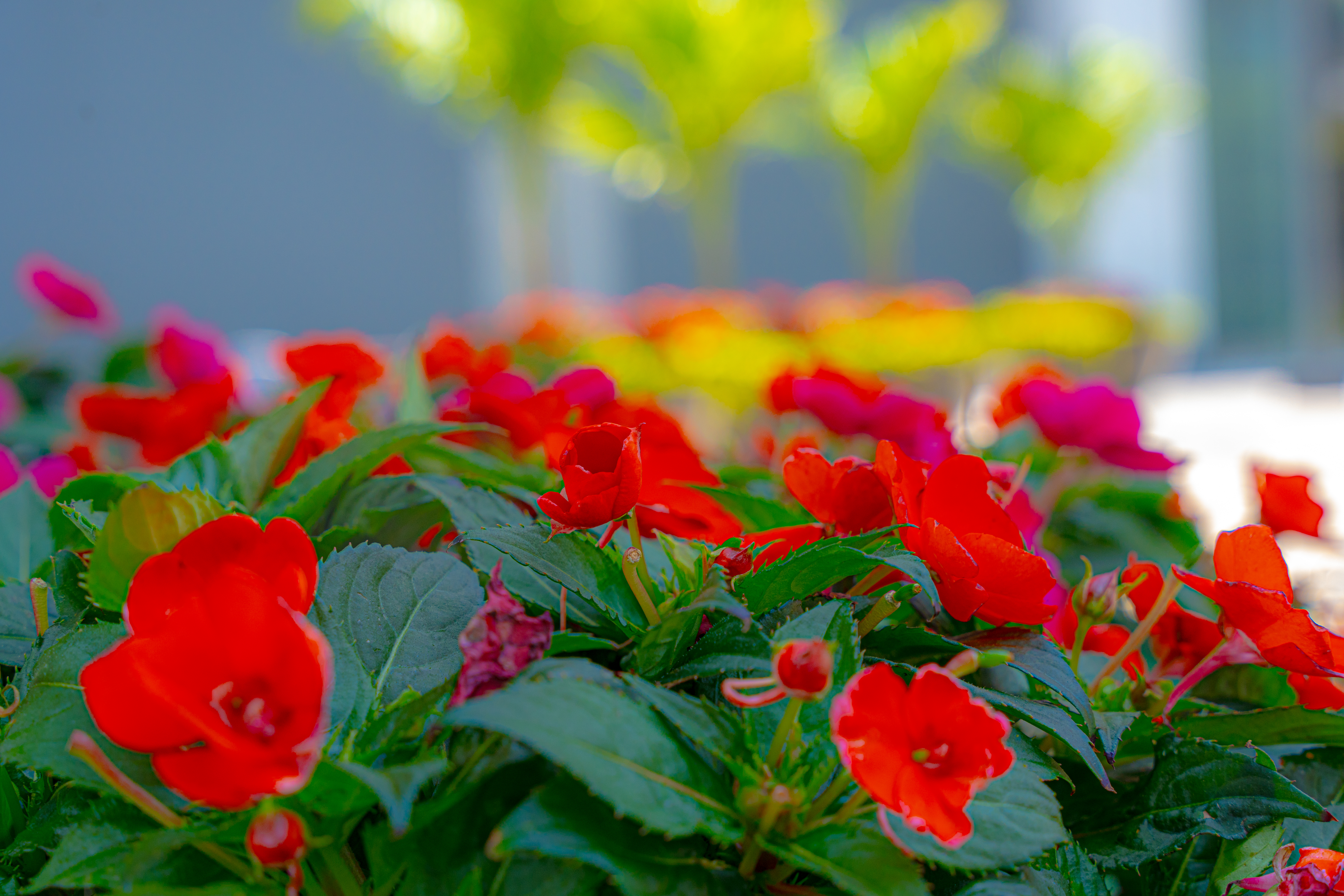 red flowers