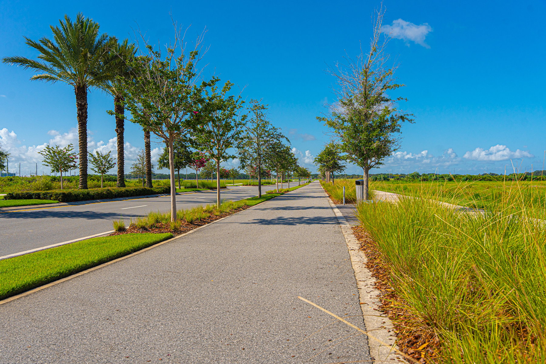 Trees along drive-way | Commercial Landscaping Solutions 