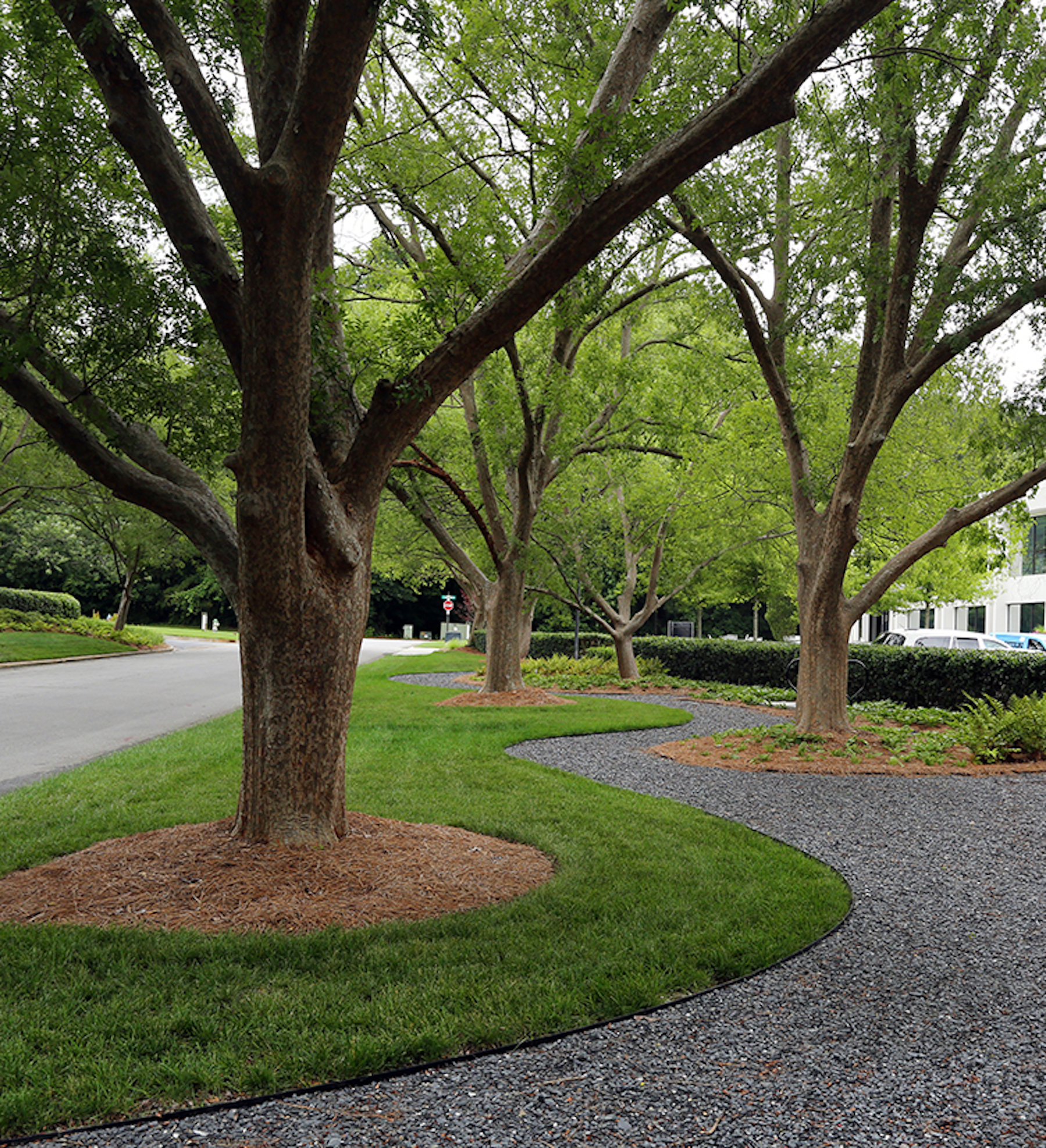 Trees and path