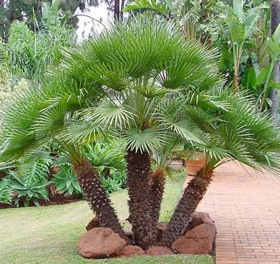 Euro Fan Palm resized 600