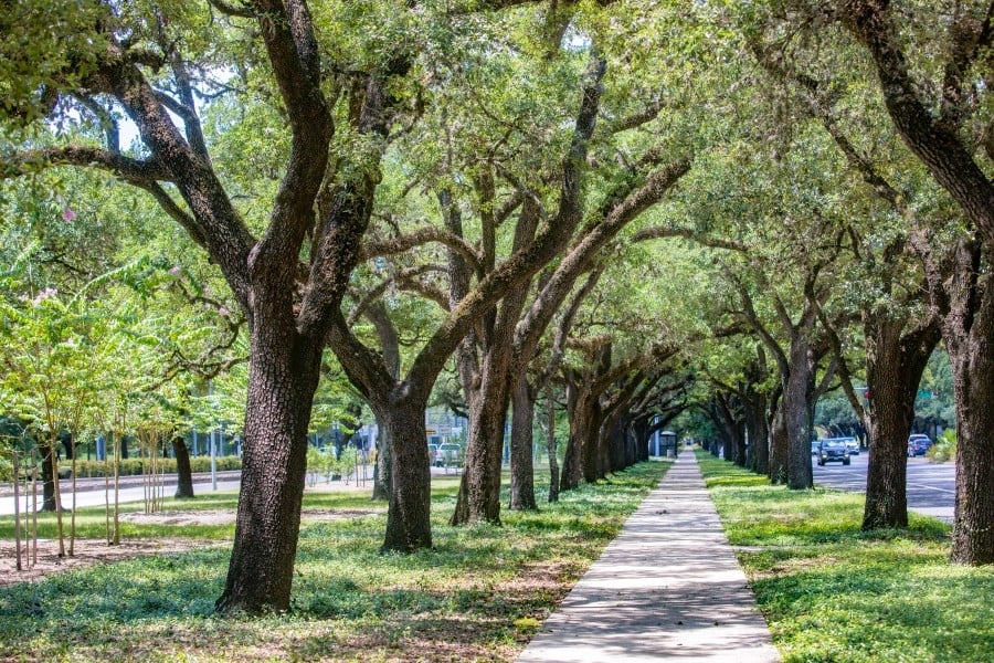 Benefits of Trees in Your Landscape
