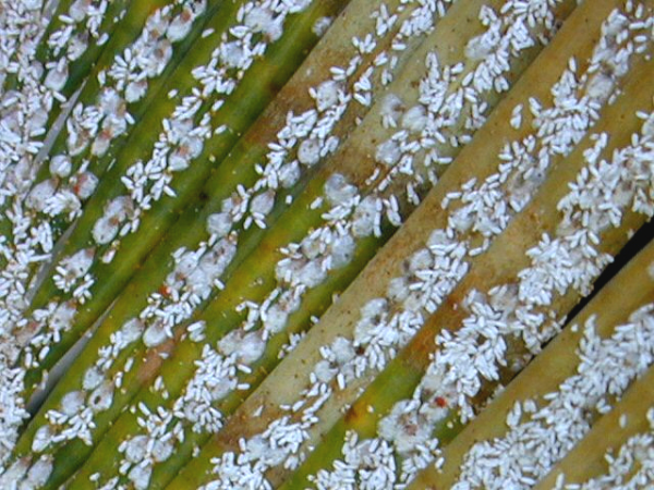 sago palm scale resized 600