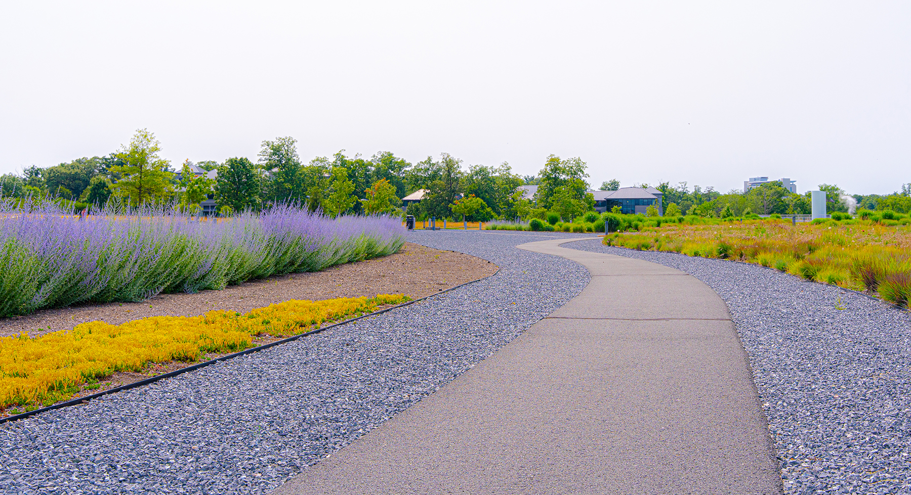 spring flowers along a path