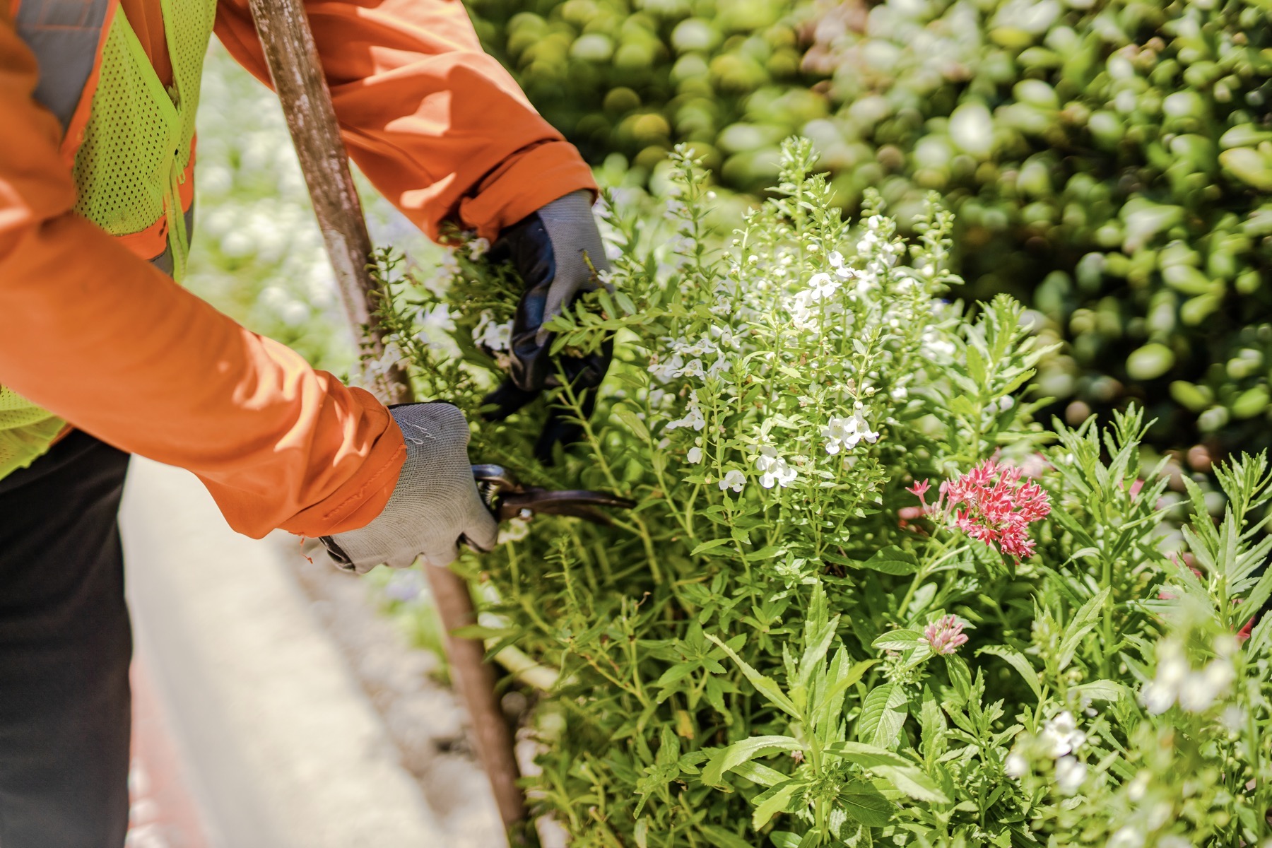 Maintenance team pruning perennials